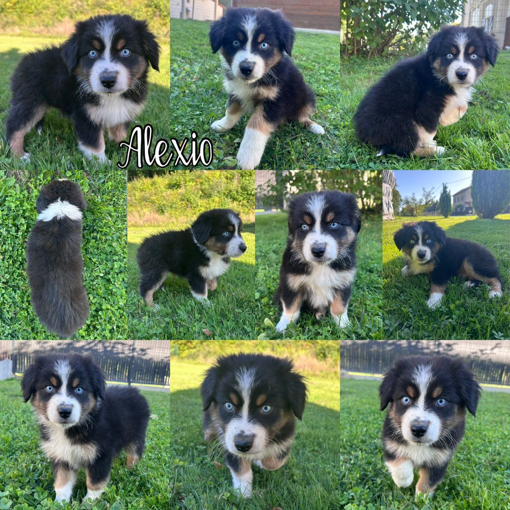 Des Terres D'Ubbia - Berger Australien - Portée née le 26/07/2025