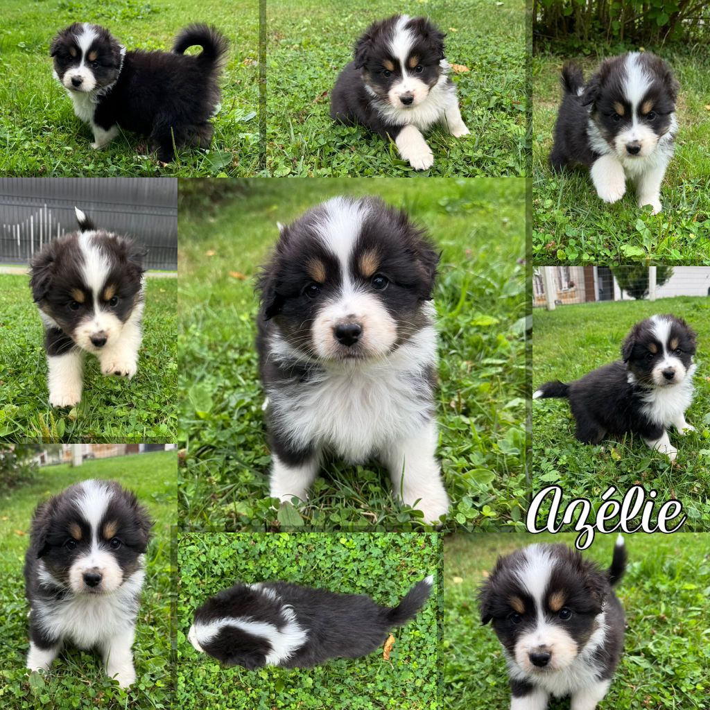 Des Terres D'Ubbia - Chiots disponibles - Berger Australien