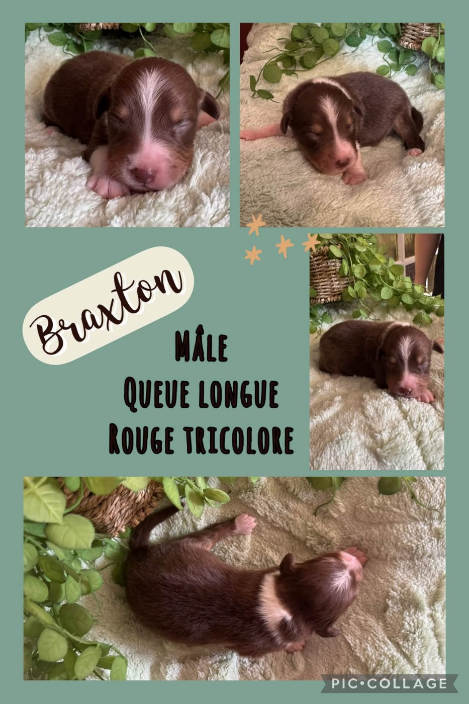 Des Terres D'Ubbia - Chiots disponibles - Berger Australien