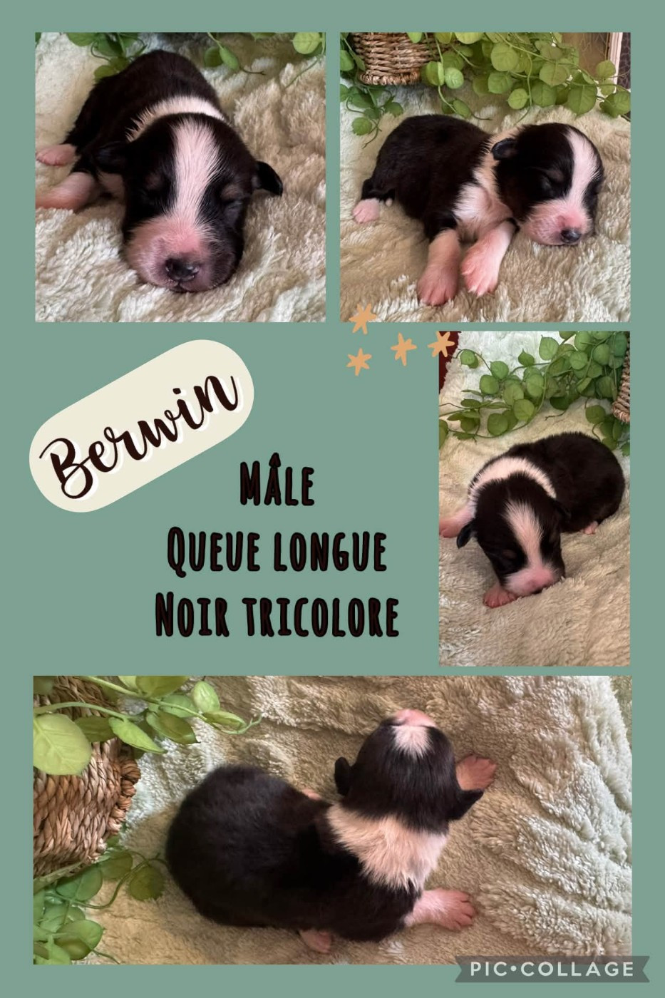 Des Terres D'Ubbia - Chiots disponibles - Berger Australien