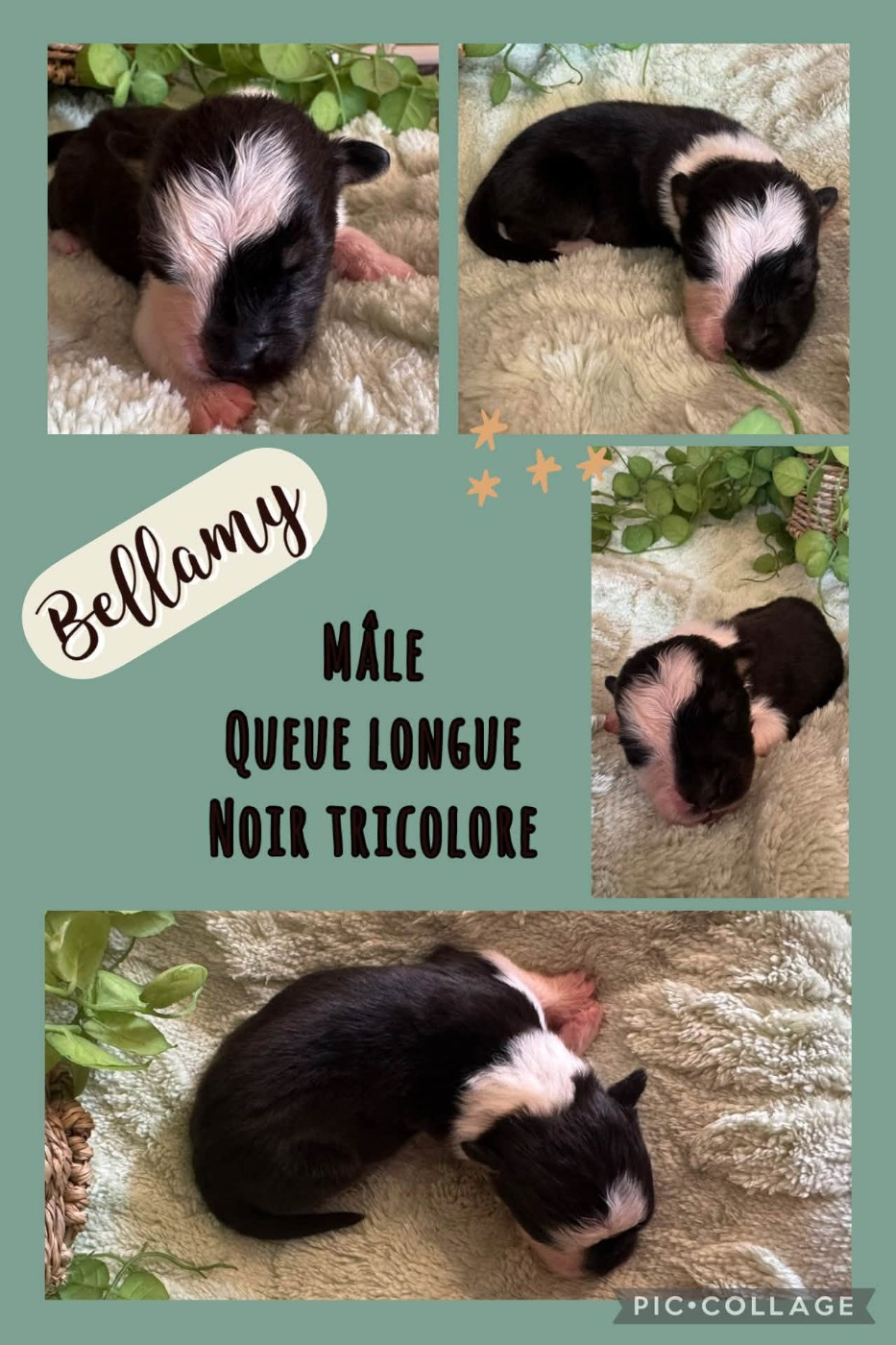 Des Terres D'Ubbia - Chiots disponibles - Berger Australien