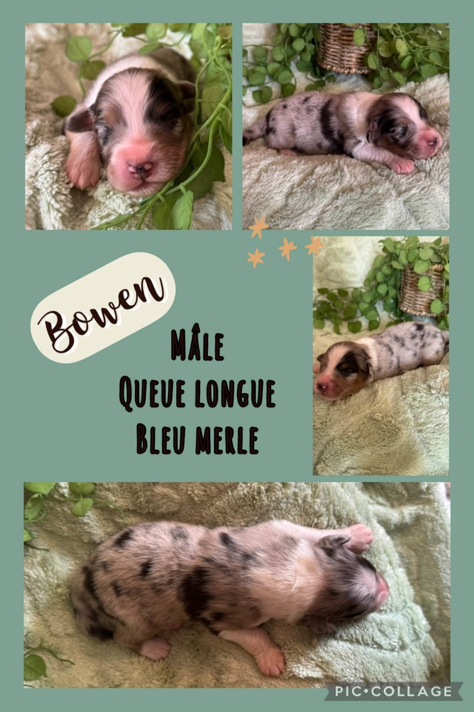 Des Terres D'Ubbia - Chiots disponibles - Berger Australien