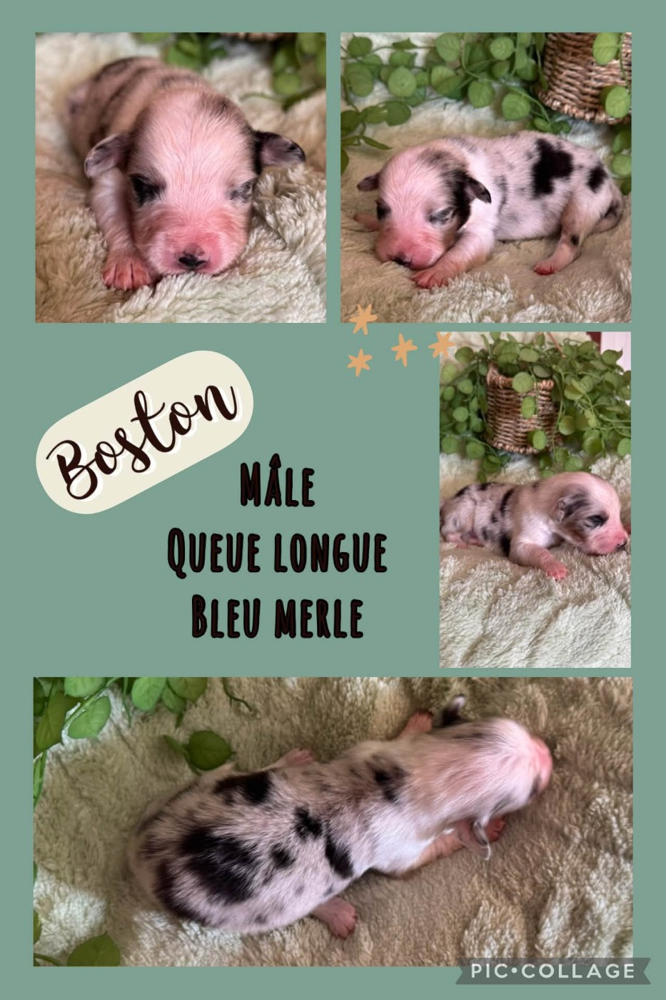Des Terres D'Ubbia - Chiots disponibles - Berger Australien