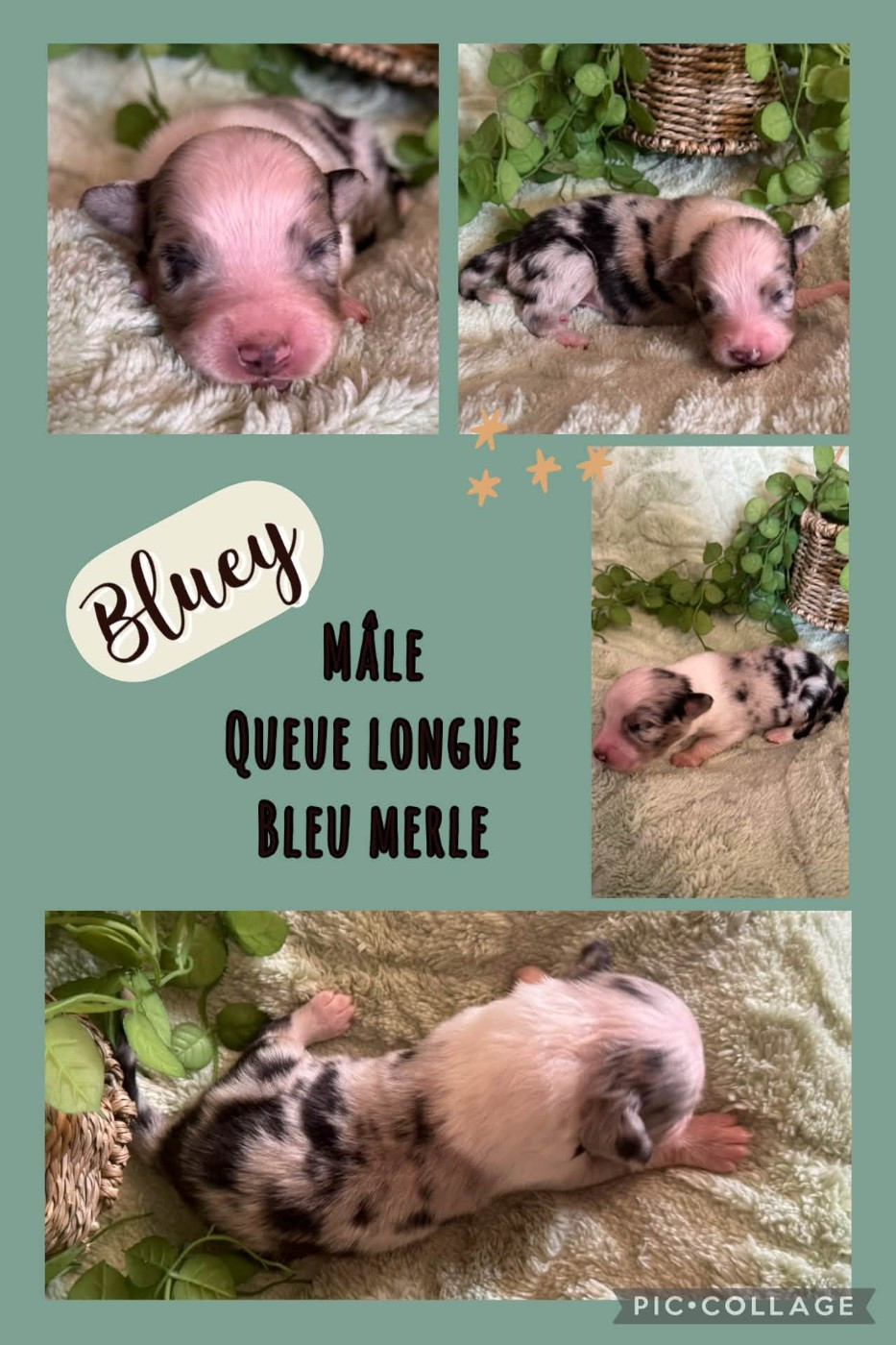 Des Terres D'Ubbia - Chiots disponibles - Berger Australien
