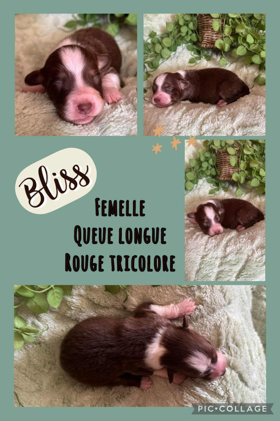Des Terres D'Ubbia - Chiots disponibles - Berger Australien