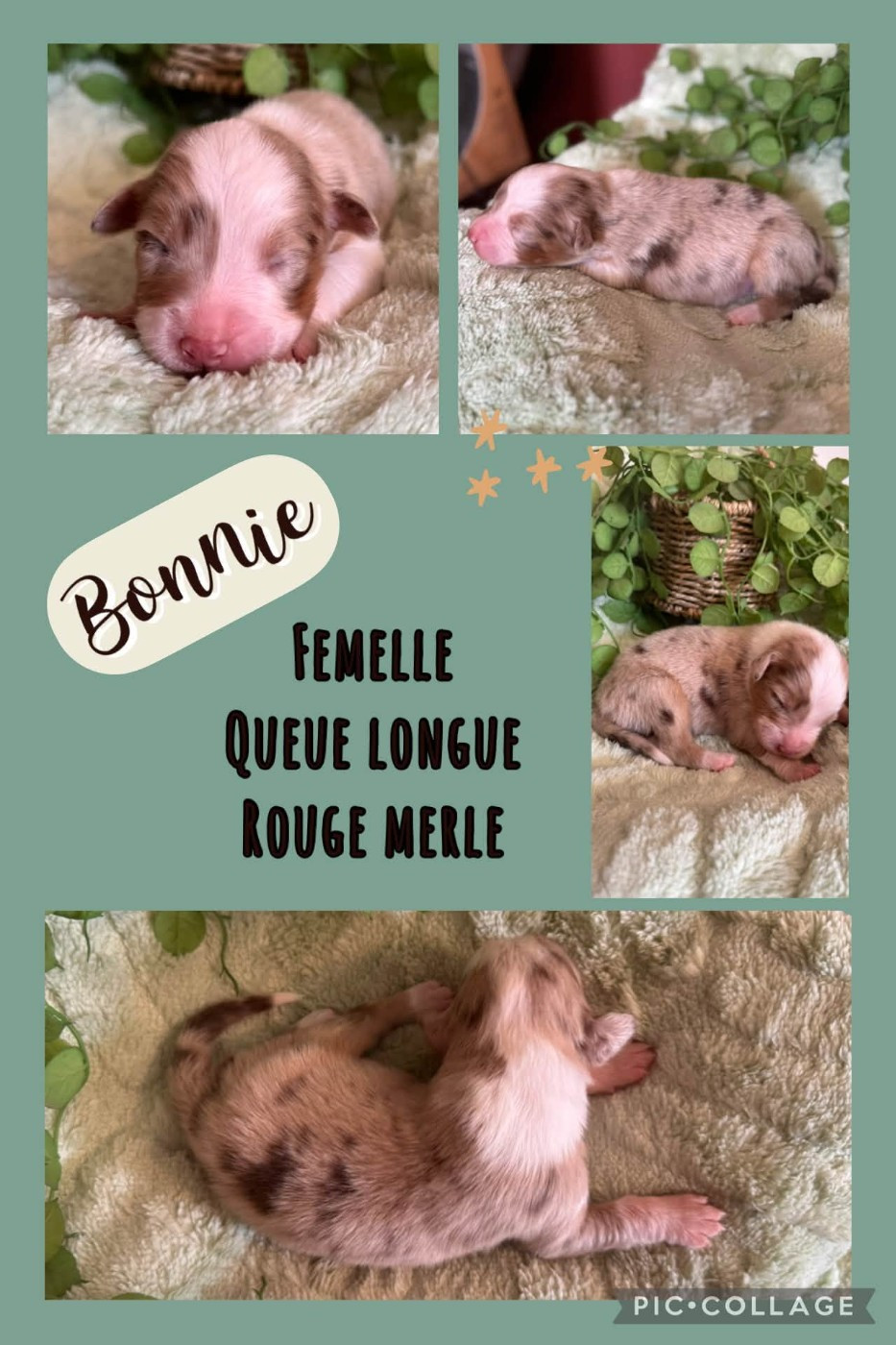 Des Terres D'Ubbia - Chiots disponibles - Berger Australien