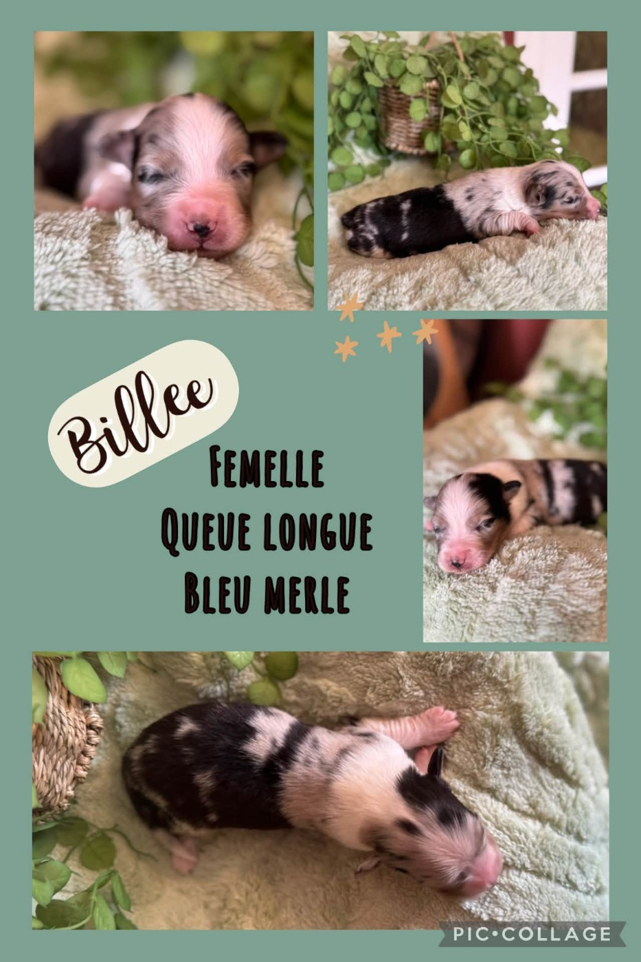 Des Terres D'Ubbia - Chiots disponibles - Berger Australien