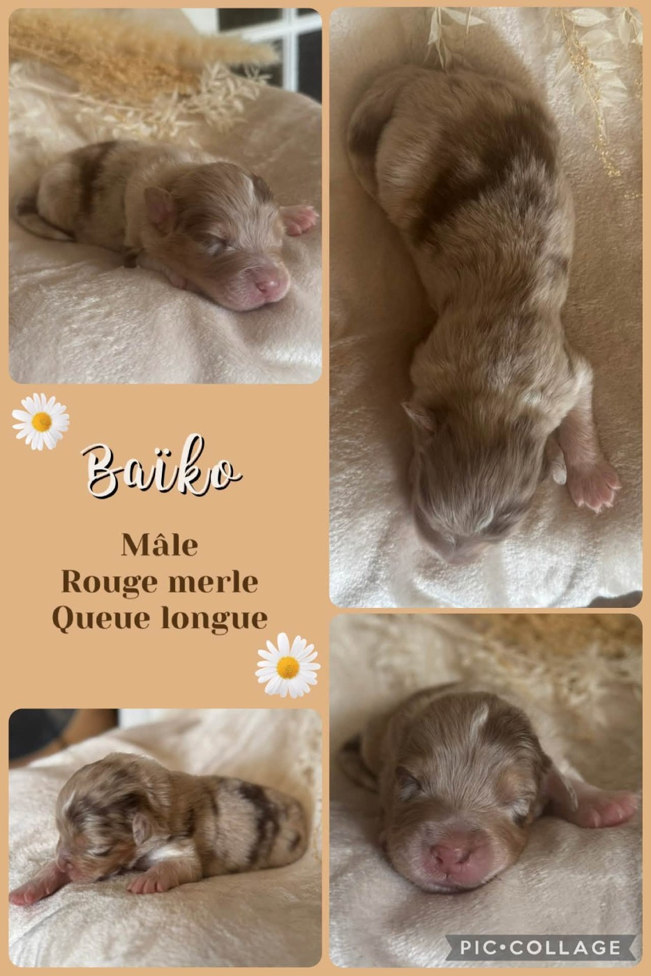 Des Terres D'Ubbia - Chiots disponibles - Berger Australien