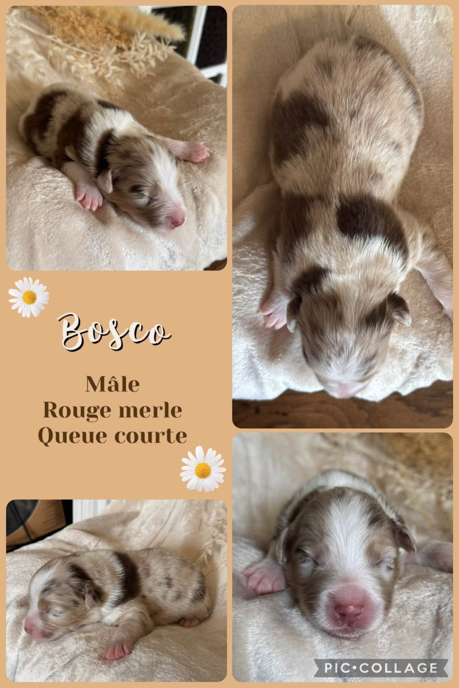 Des Terres D'Ubbia - Chiots disponibles - Berger Australien