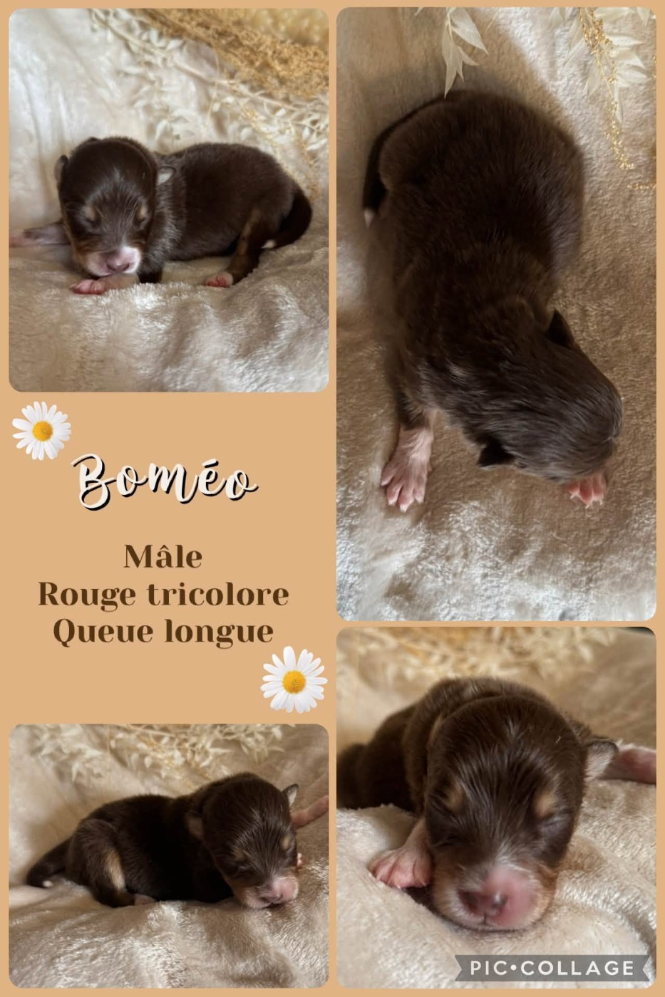 Des Terres D'Ubbia - Chiots disponibles - Berger Australien