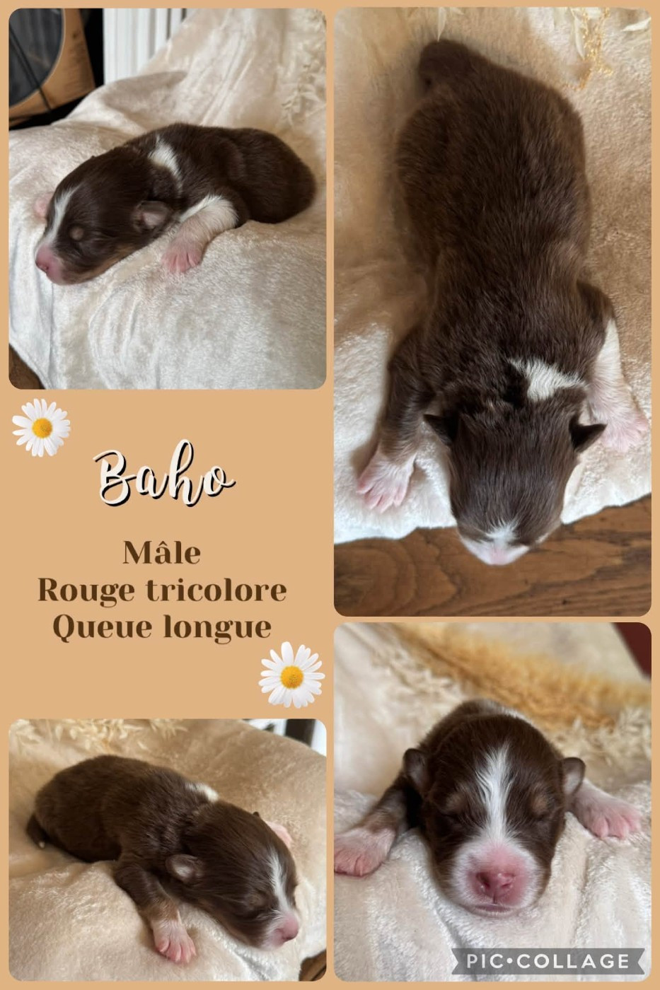 Des Terres D'Ubbia - Chiots disponibles - Berger Australien