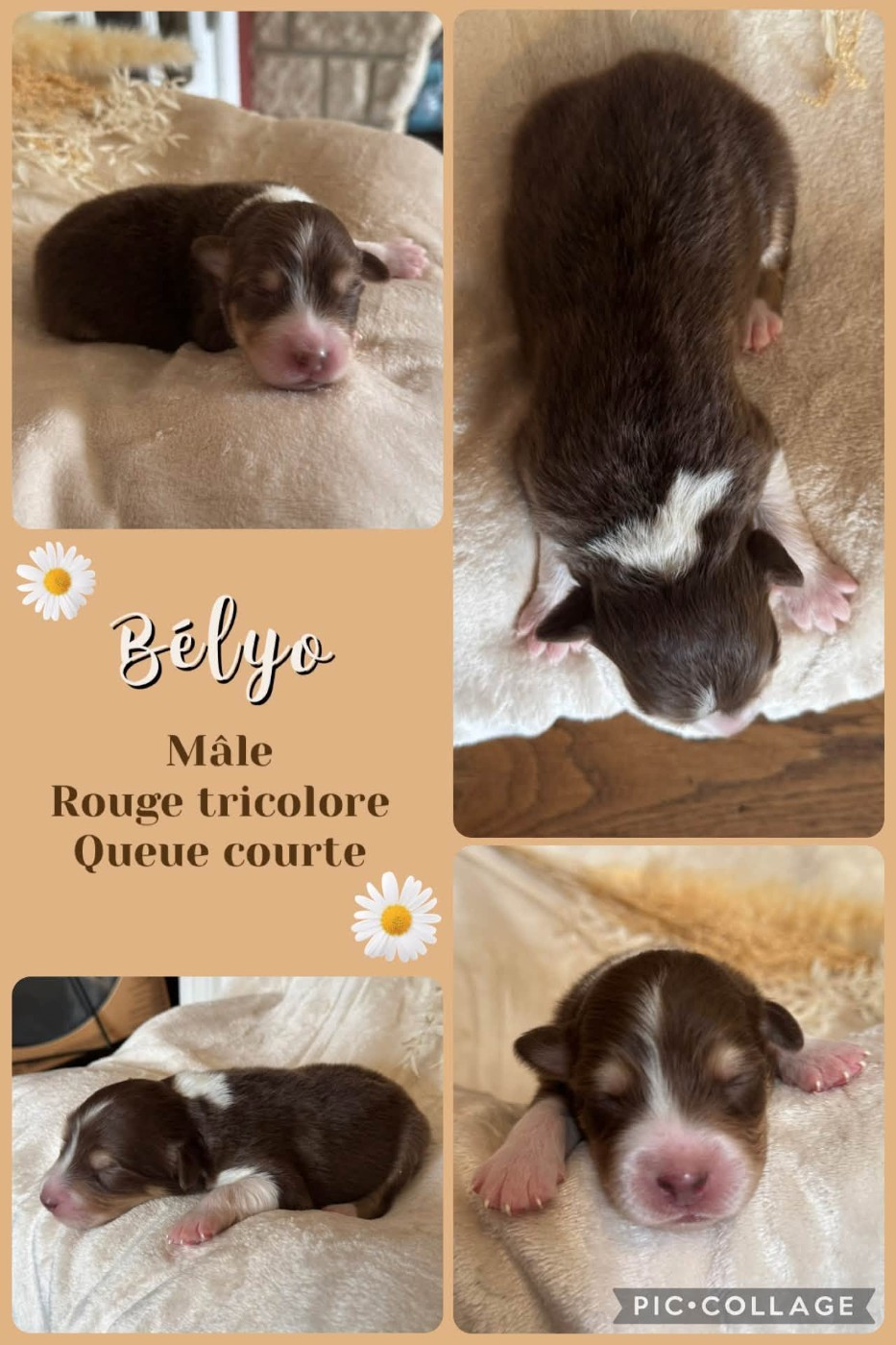 Des Terres D'Ubbia - Chiots disponibles - Berger Australien