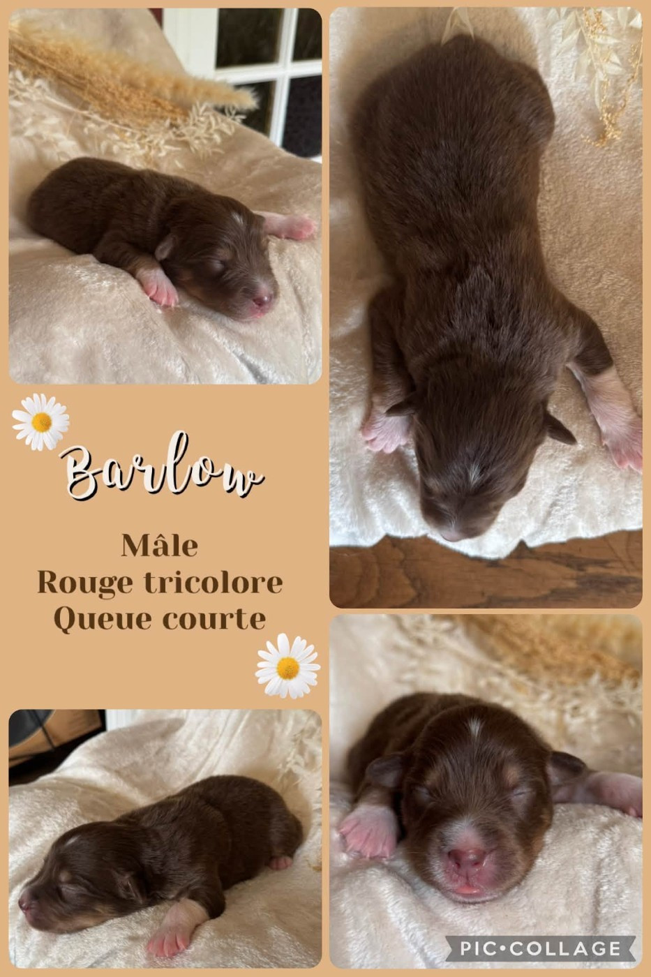 Des Terres D'Ubbia - Chiots disponibles - Berger Australien