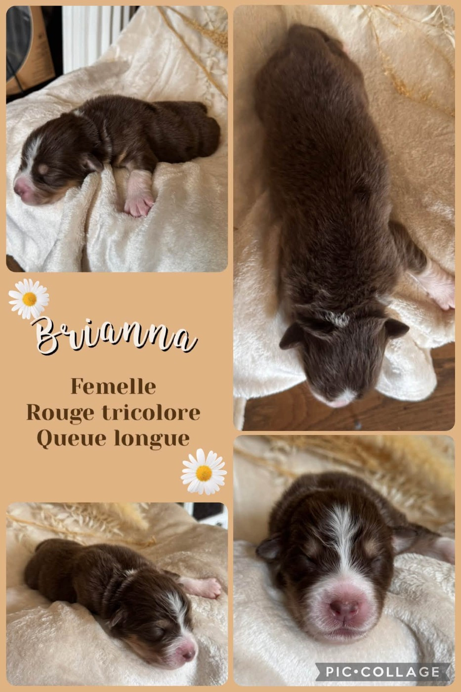 Des Terres D'Ubbia - Chiots disponibles - Berger Australien