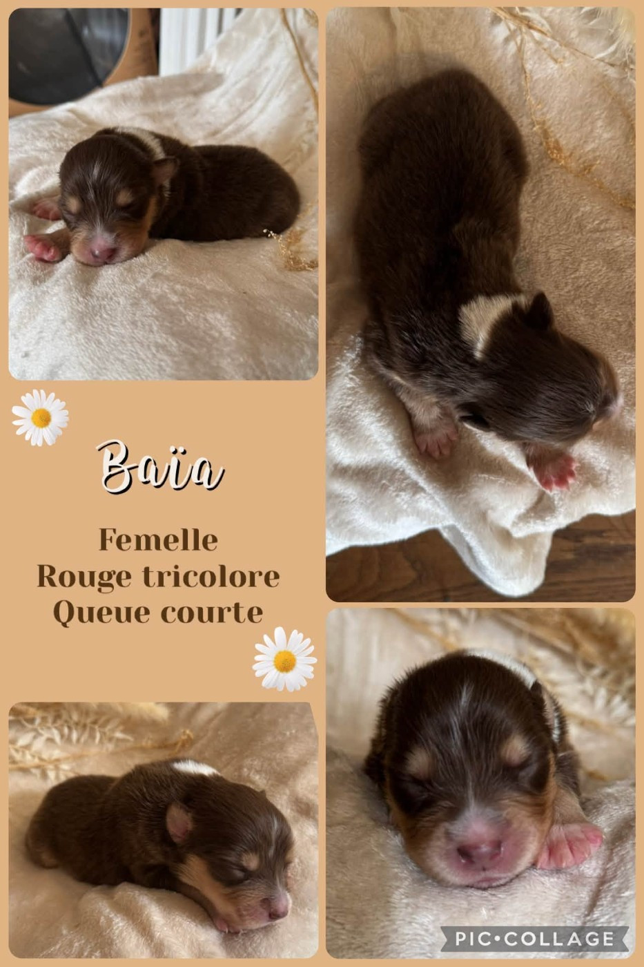 Des Terres D'Ubbia - Chiots disponibles - Berger Australien