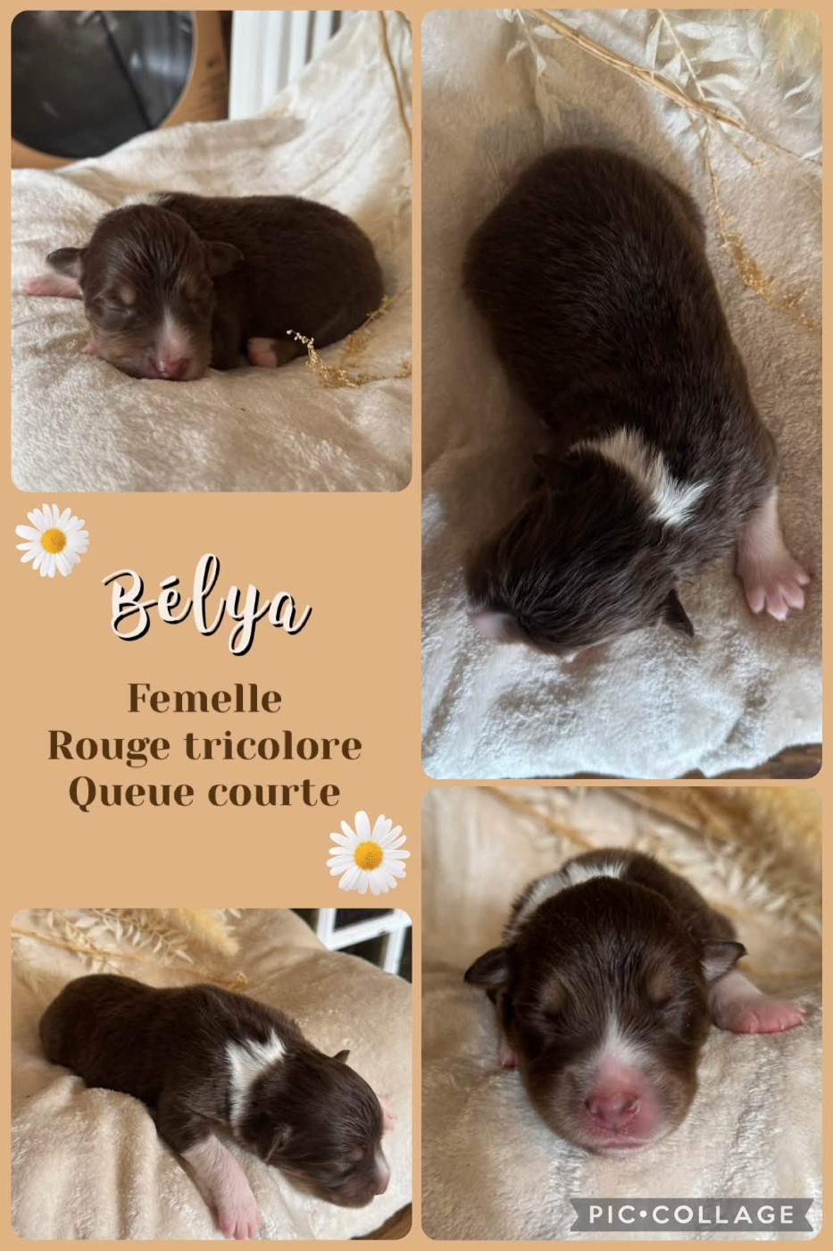 Des Terres D'Ubbia - Chiots disponibles - Berger Australien