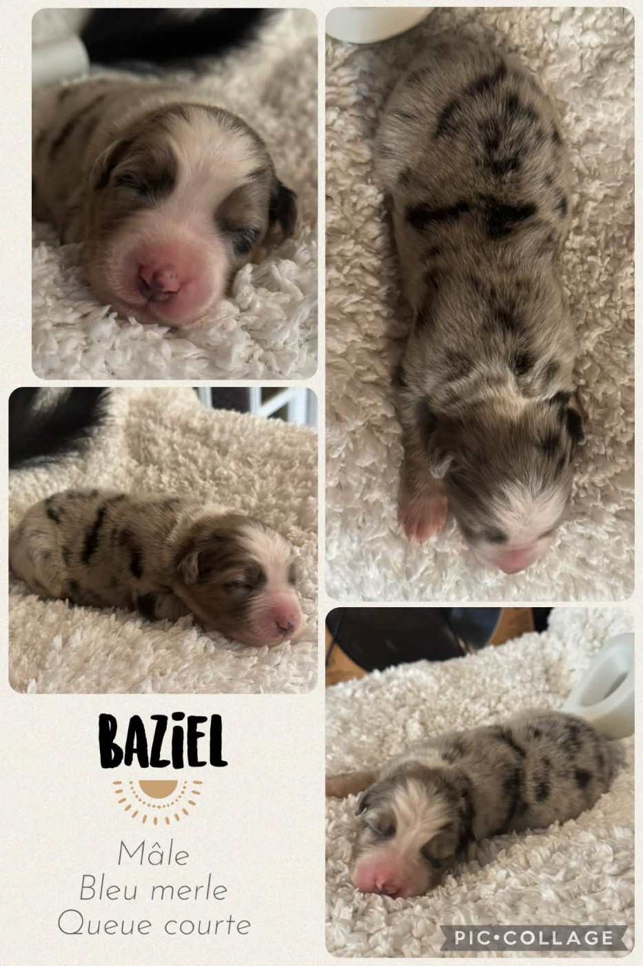 Des Terres D'Ubbia - Chiots disponibles - Berger Australien