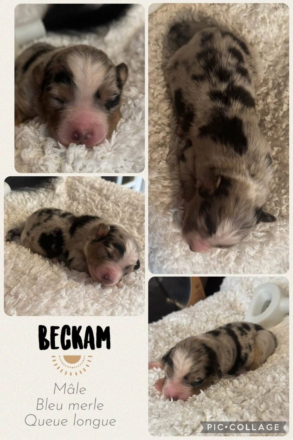 Des Terres D'Ubbia - Chiots disponibles - Berger Australien