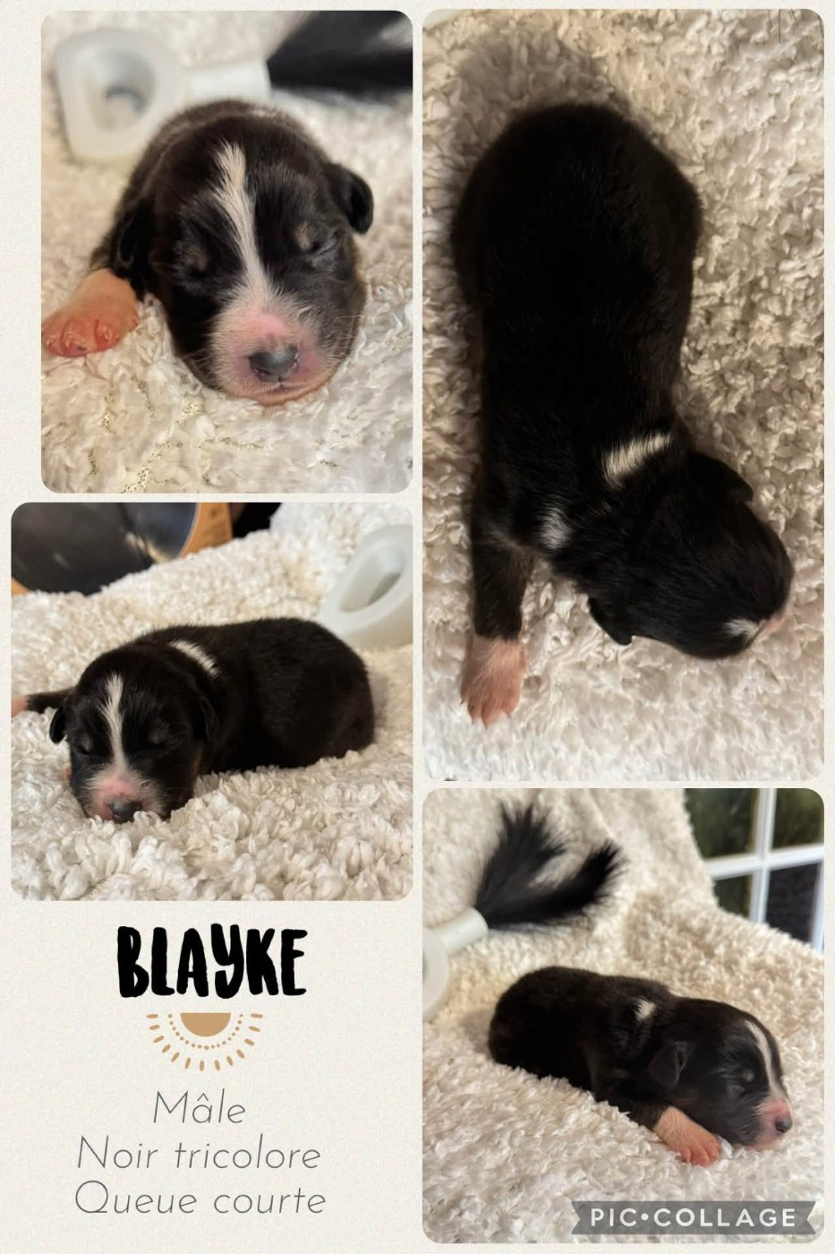 Des Terres D'Ubbia - Chiots disponibles - Berger Australien