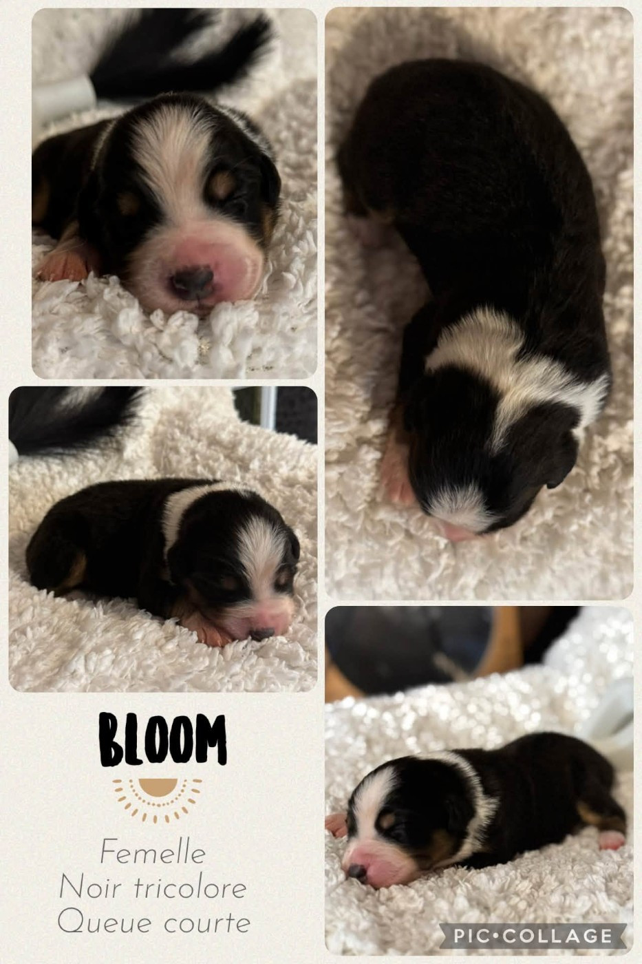 Des Terres D'Ubbia - Chiots disponibles - Berger Australien