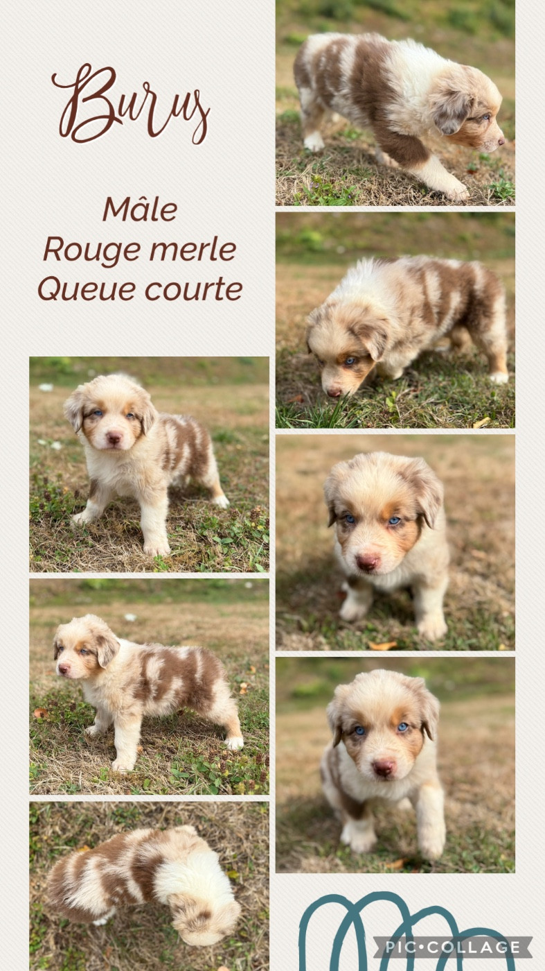 Des Terres D'Ubbia - Chiots disponibles - Berger Australien