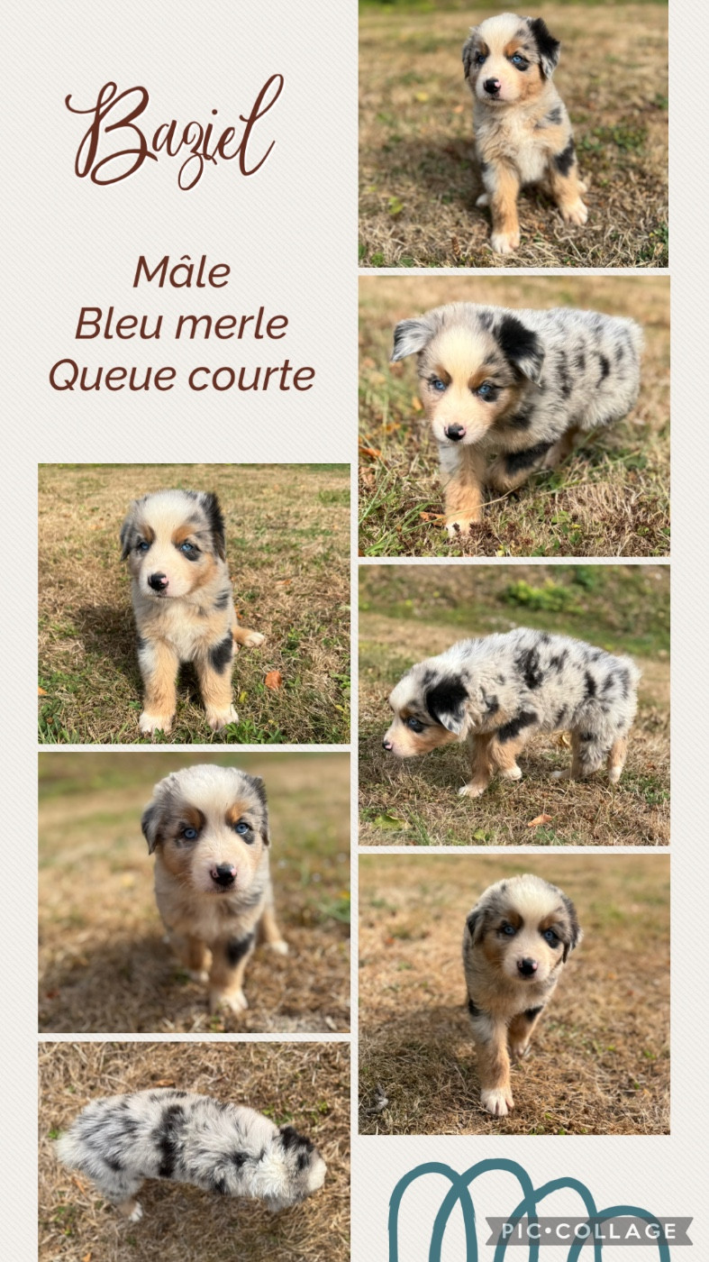 Des Terres D'Ubbia - Chiots disponibles - Berger Australien