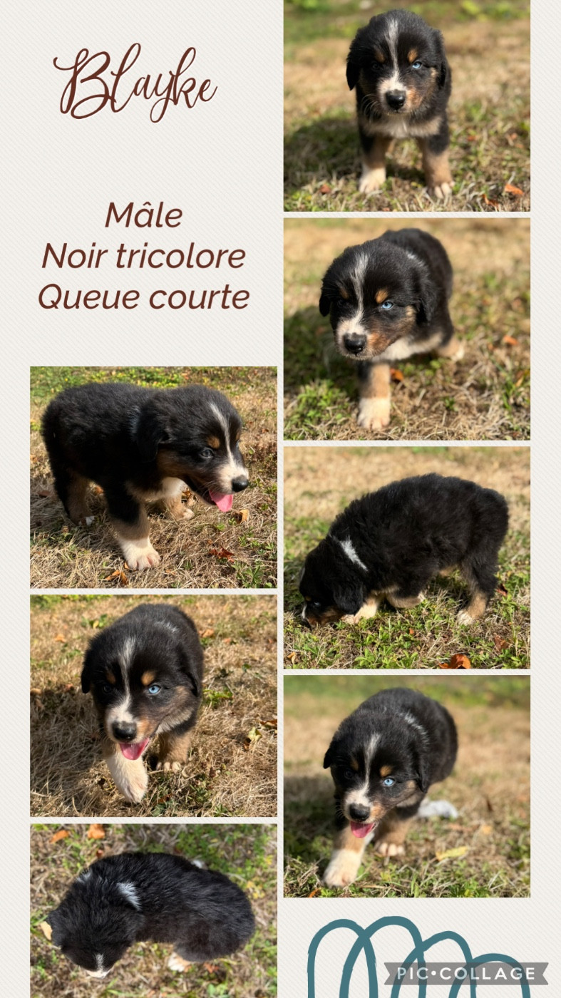 Des Terres D'Ubbia - Chiots disponibles - Berger Australien