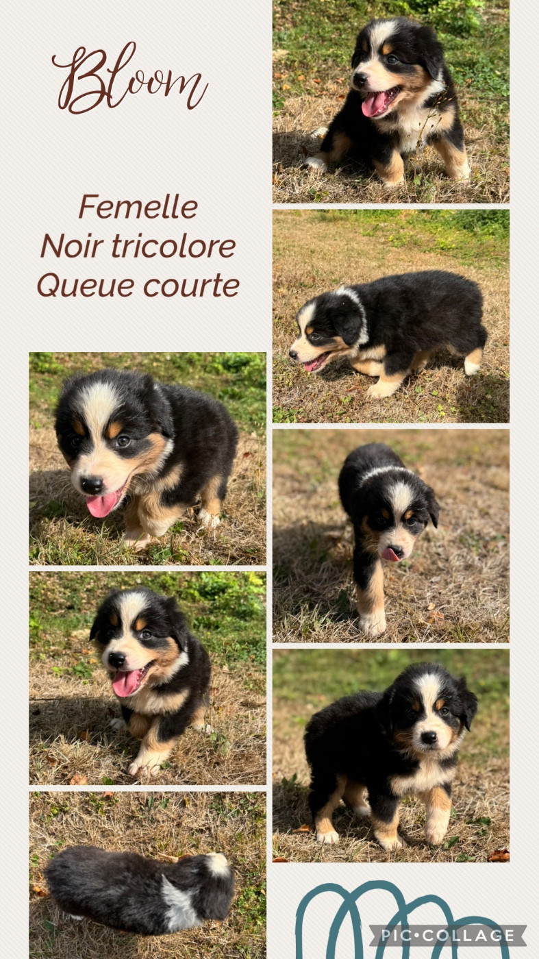 Des Terres D'Ubbia - Chiots disponibles - Berger Australien