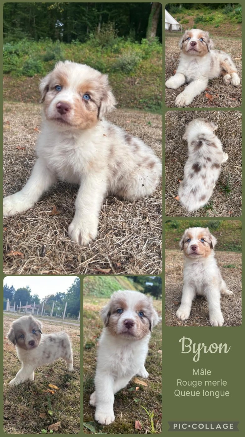 Des Terres D'Ubbia - Chiots disponibles - Berger Australien