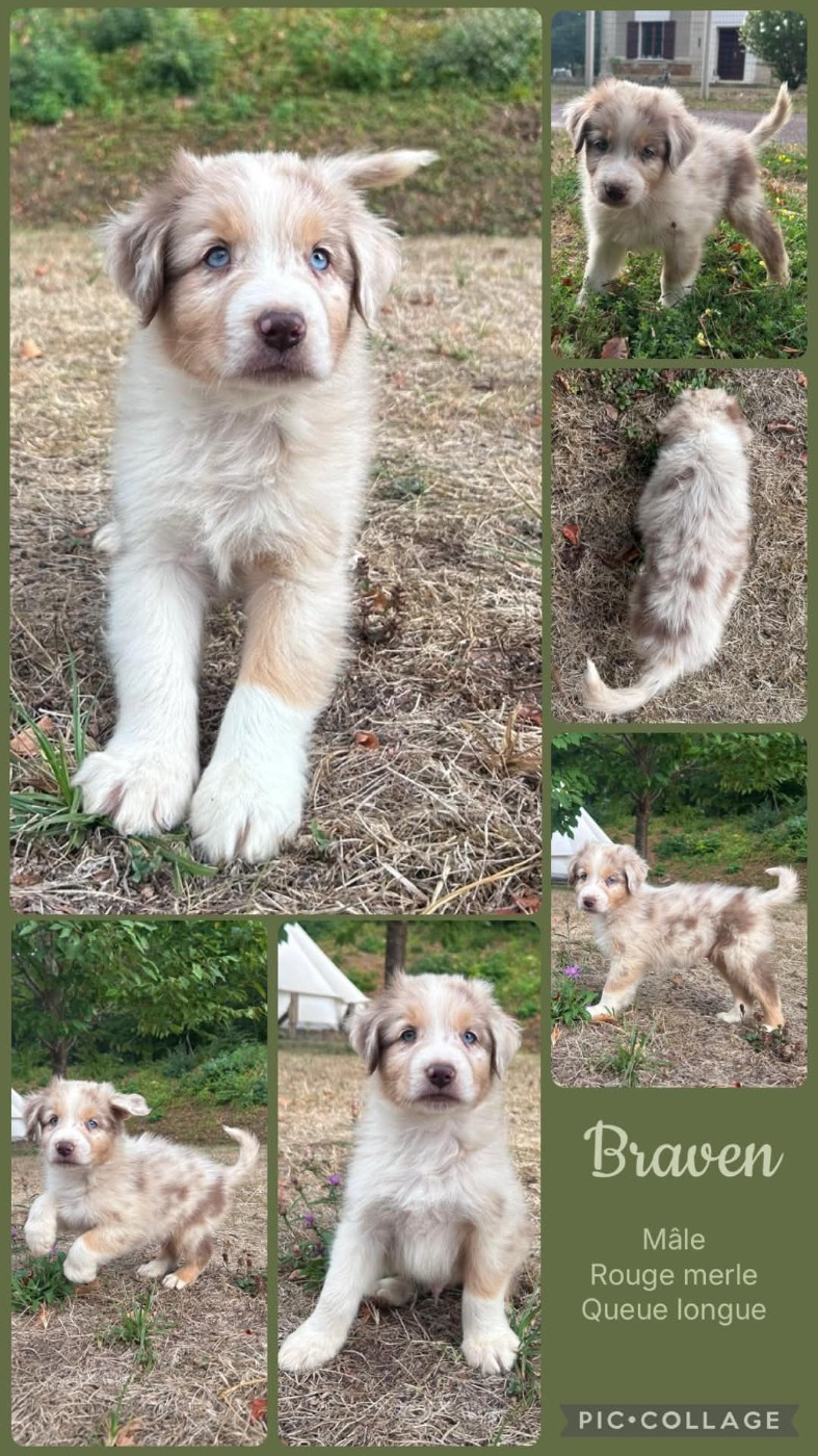 Des Terres D'Ubbia - Chiots disponibles - Berger Australien