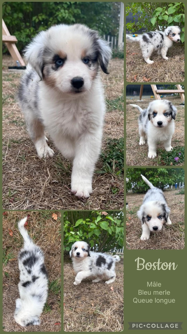 Des Terres D'Ubbia - Chiots disponibles - Berger Australien