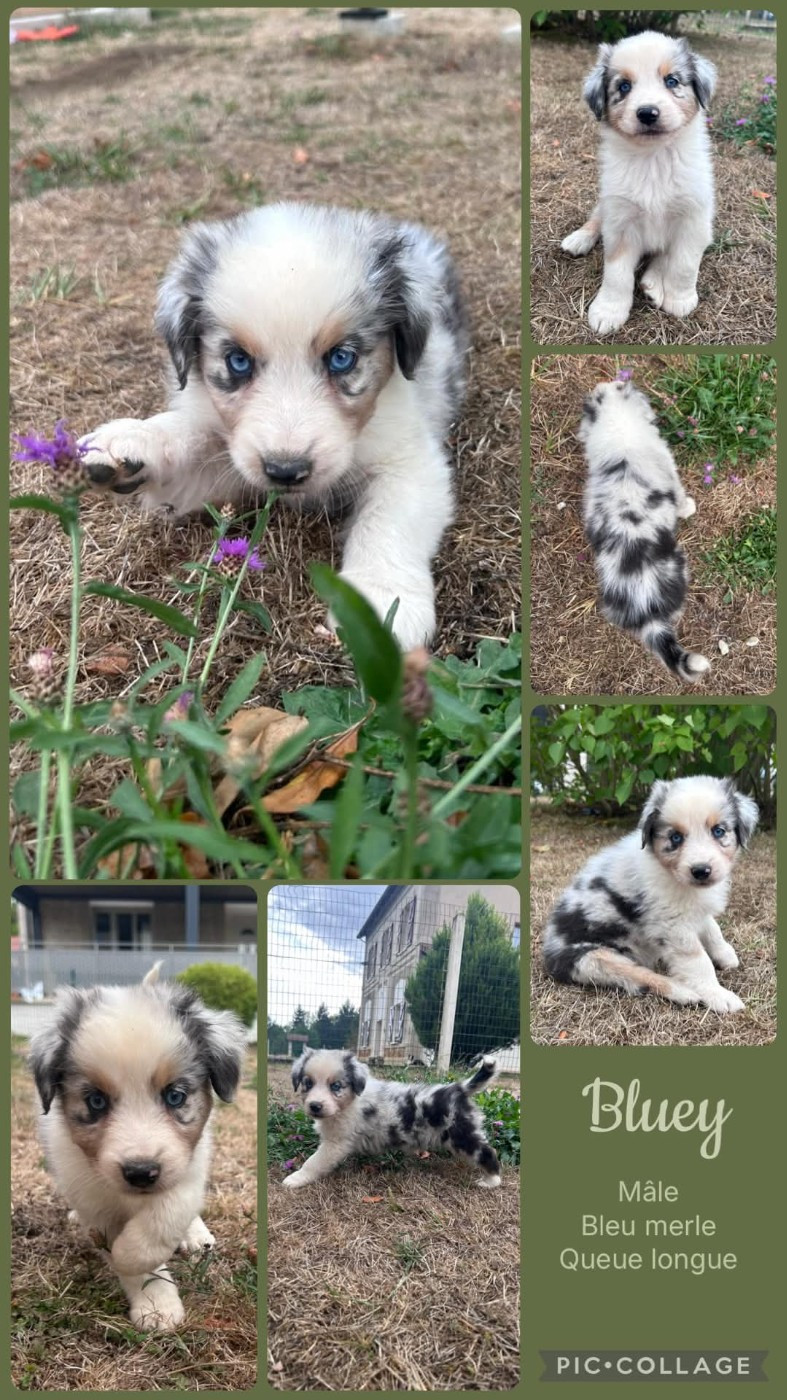 Des Terres D'Ubbia - Chiots disponibles - Berger Australien