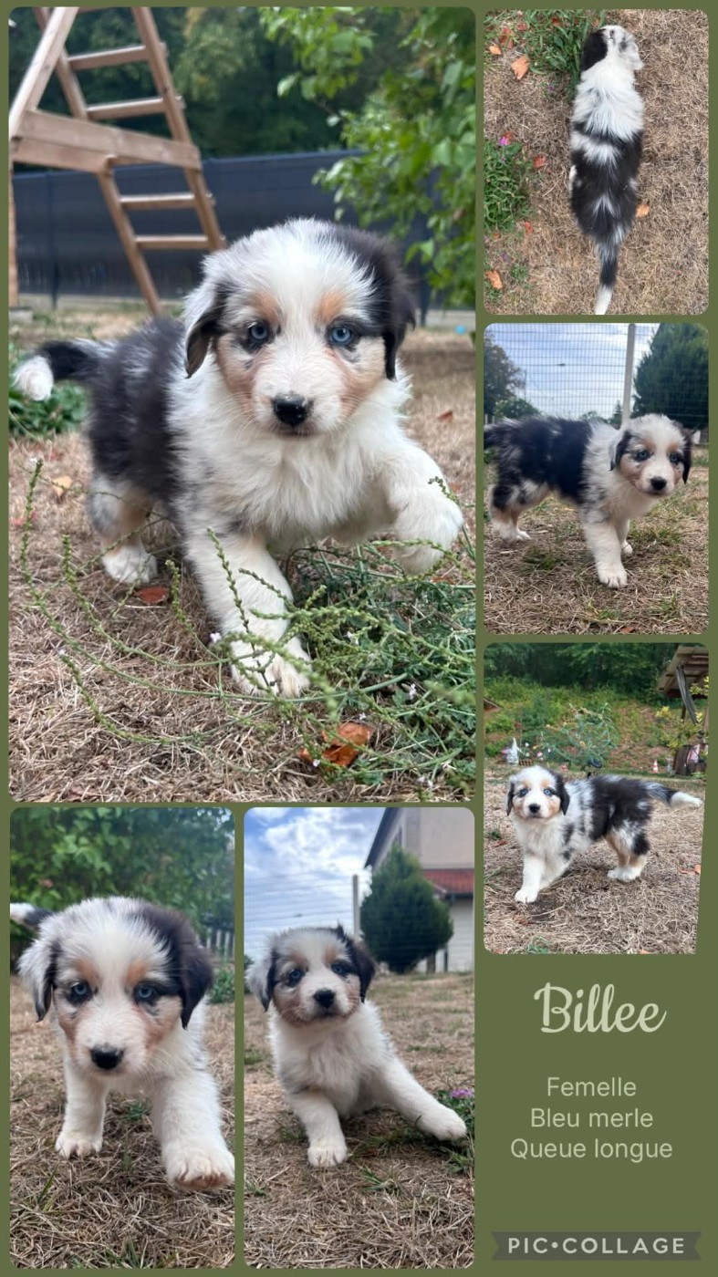 Des Terres D'Ubbia - Chiots disponibles - Berger Australien