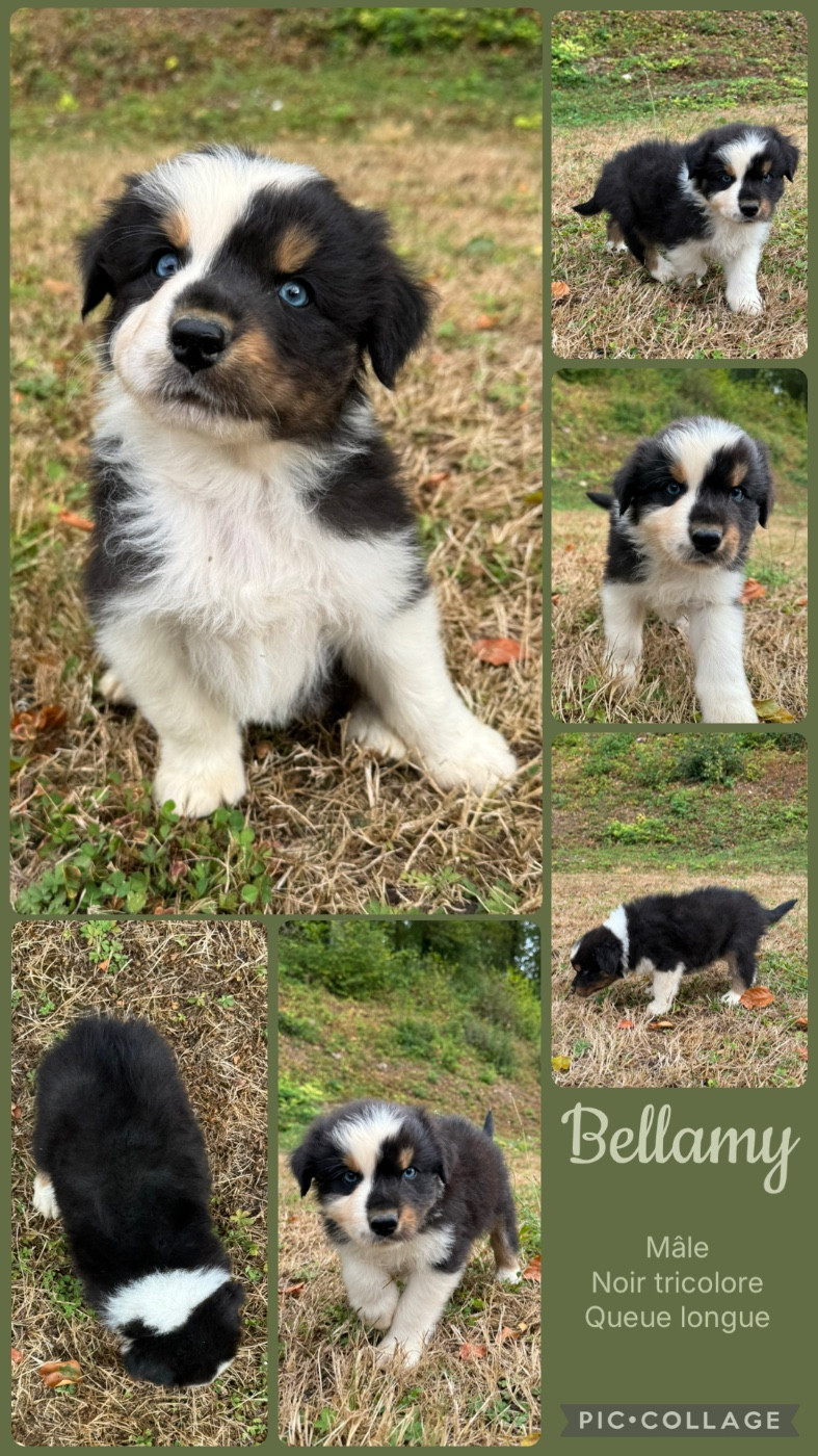 Des Terres D'Ubbia - Chiots disponibles - Berger Australien