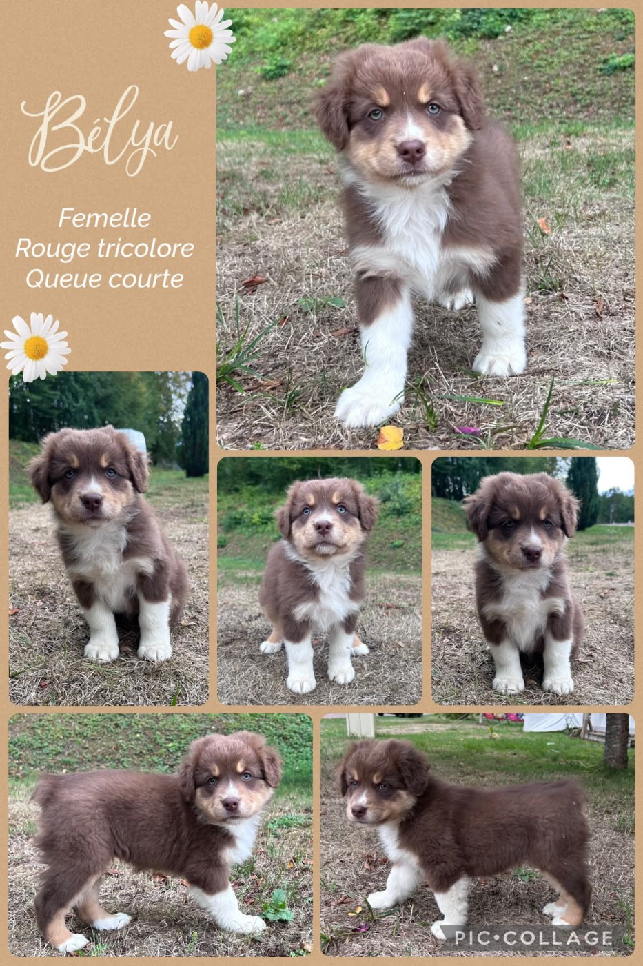 Des Terres D'Ubbia - Chiots disponibles - Berger Australien