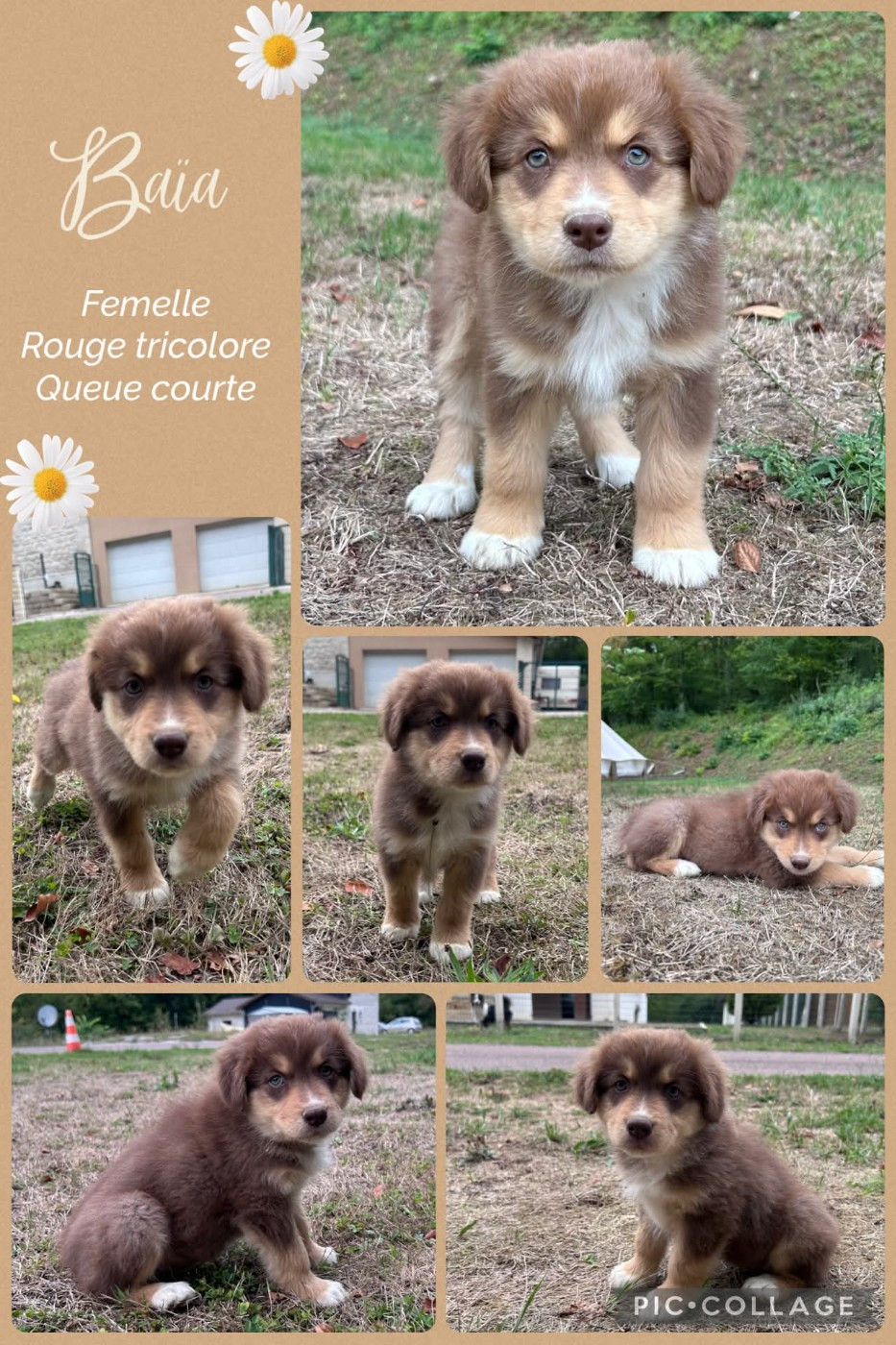 Des Terres D'Ubbia - Chiots disponibles - Berger Australien
