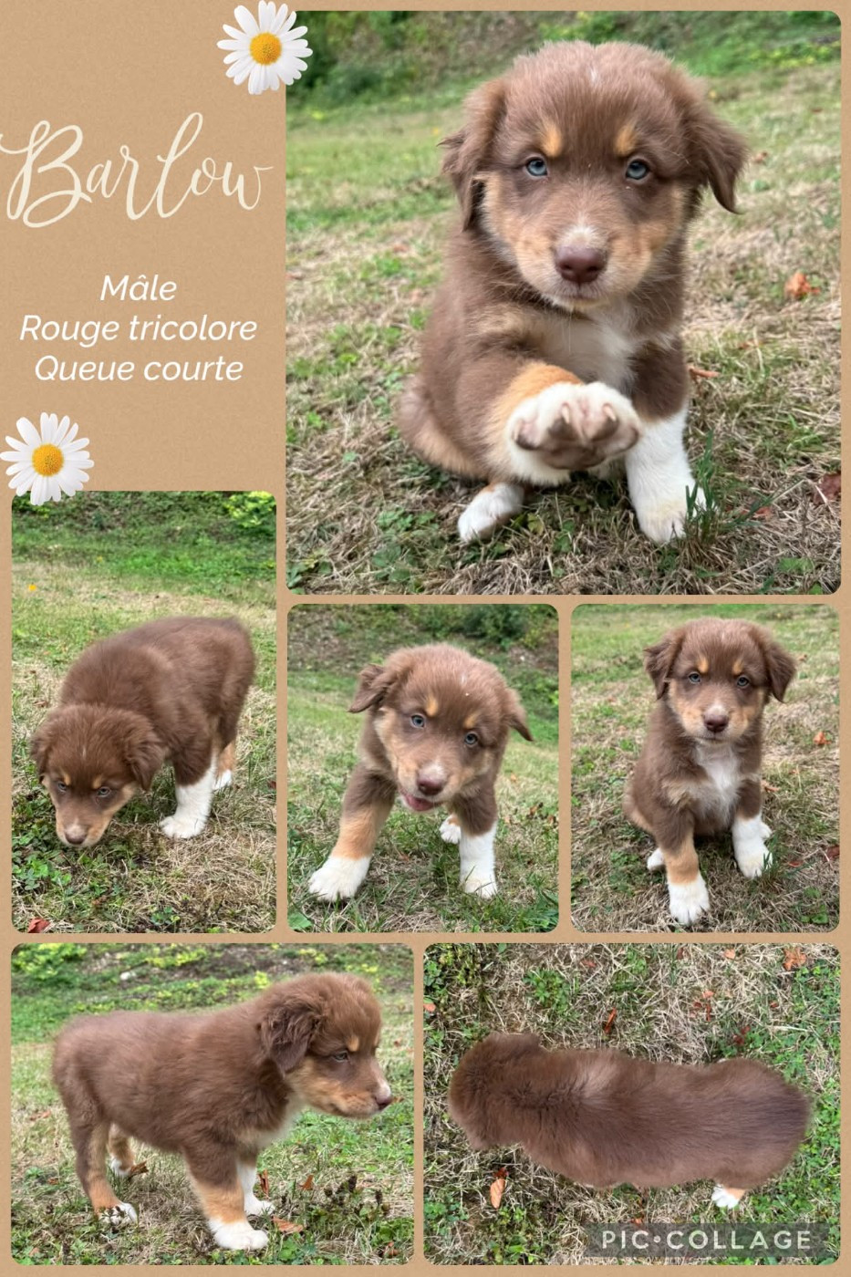 Des Terres D'Ubbia - Chiots disponibles - Berger Australien