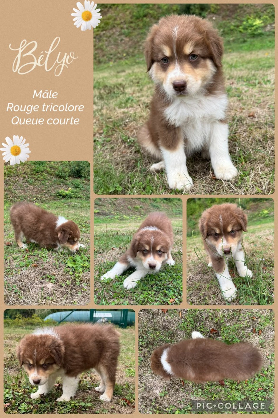 Des Terres D'Ubbia - Chiots disponibles - Berger Australien