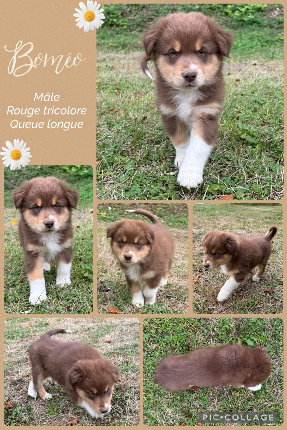 Des Terres D'Ubbia - Chiots disponibles - Berger Australien