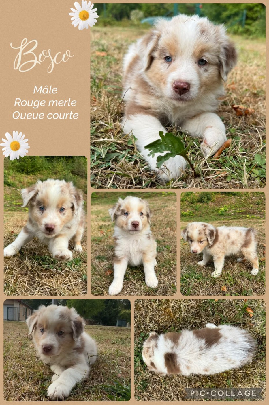 Des Terres D'Ubbia - Chiots disponibles - Berger Australien