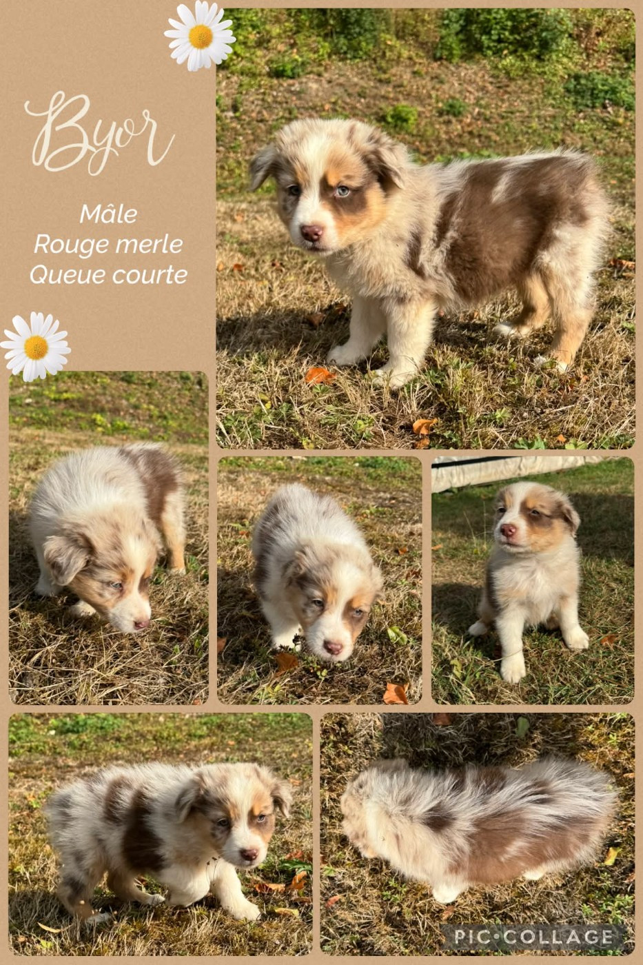 Des Terres D'Ubbia - Chiots disponibles - Berger Australien