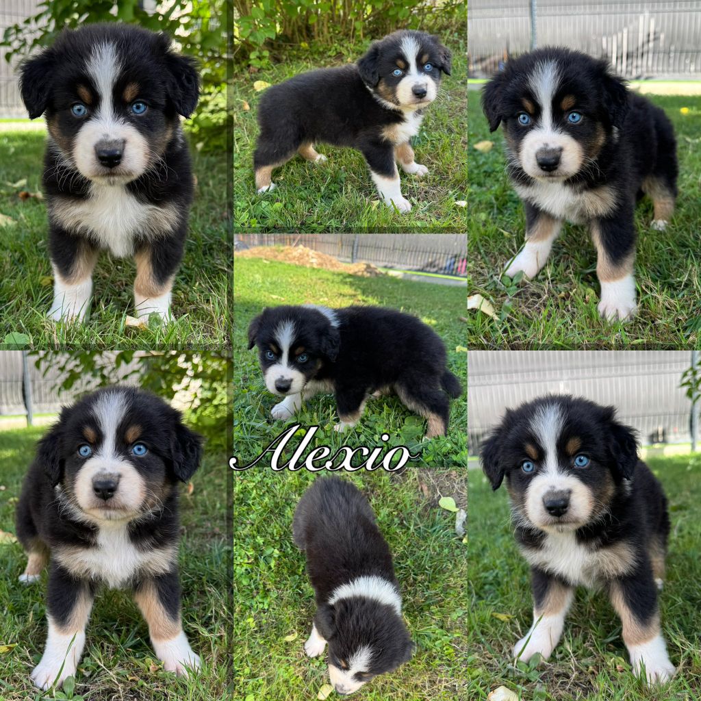 Des Terres D'Ubbia - Chiots disponibles - Berger Australien