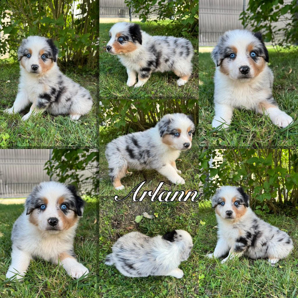 Des Terres D'Ubbia - Chiots disponibles - Berger Australien