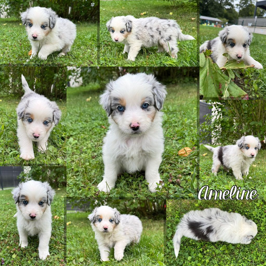 Des Terres D'Ubbia - Chiots disponibles - Berger Australien