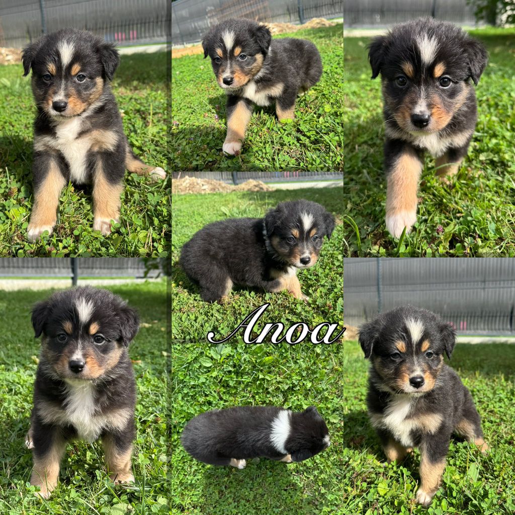Des Terres D'Ubbia - Chiots disponibles - Berger Australien