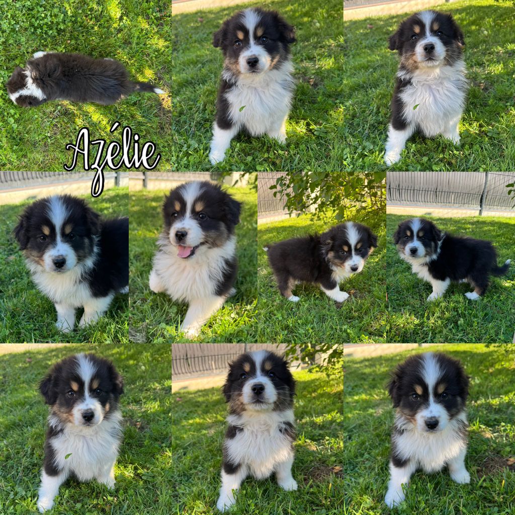 Des Terres D'Ubbia - Berger Australien - Portée née le 20/07/2025