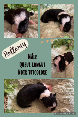 Bellamy