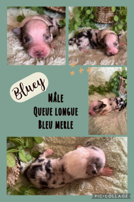 Bluey