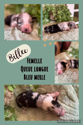 Billee