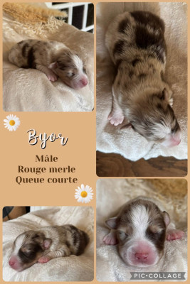Byor